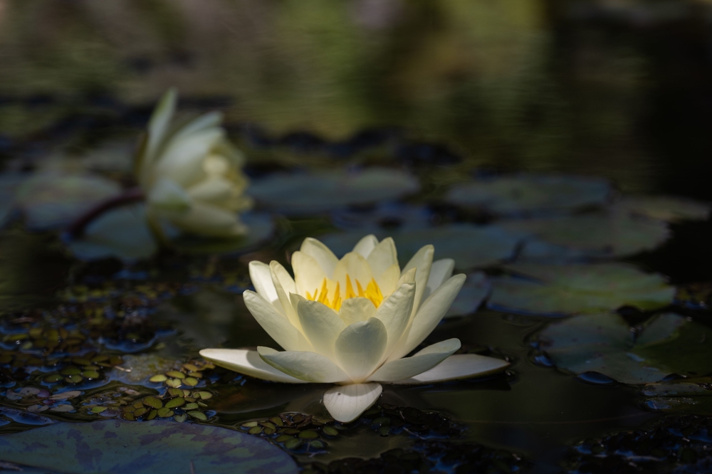 Image of a flowering aquatic plant.